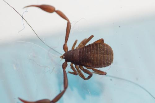 Chelifer cancroides